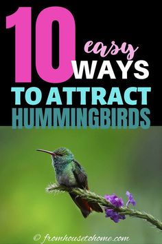 Attract Hummingbirds To Your Garden (10 Tips You Can Use In Your Yard) Hummingbird Nectar Recipe