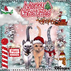 three cats wearing santa hats are standing in front of a christmas card with the words merry christmas