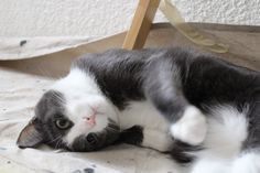 a black and white cat laying on top of a bed next to a wooden chair