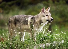 a wolf standing in the middle of a field