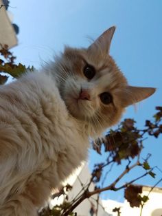 an orange and white cat sitting on top of a tree branch looking at the camera