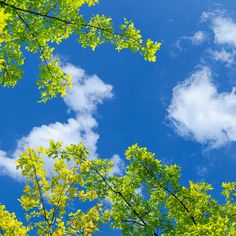 looking up at the leaves and branches of trees against a blue sky with white clouds