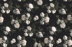 an overhead view of white and black flowers on a dark background with greenery in the foreground