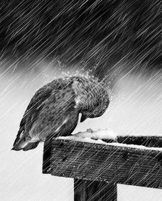 a black and white photo of a bird sitting on a fence post in the rain