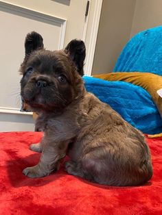 a small brown dog sitting on top of a red blanket