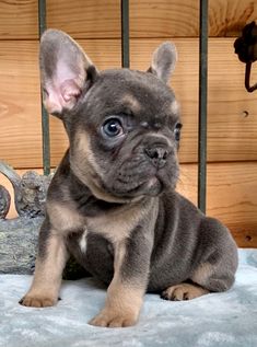 a small dog sitting on top of a bed next to a wooden wall and fence