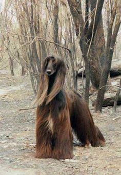 Afghan Hound Dogs Majestic Dog, Wind Machine, Pretty Dog, Sight Hounds, Hound Dogs, All Dogs