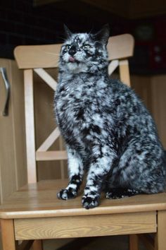 a black and white cat sitting on top of a wooden chair