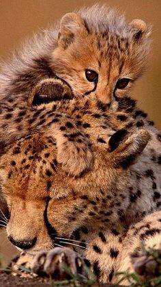 two cheetah cubs cuddle together on the ground