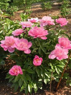 pink flowers blooming in the middle of a garden with green leaves and dirt ground