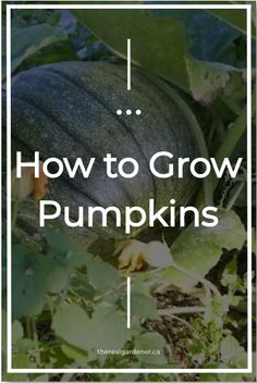 pumpkins growing in the garden with text overlaying how to grow pumpkins