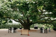 a large tree in the middle of an outdoor area with tables and chairs around it