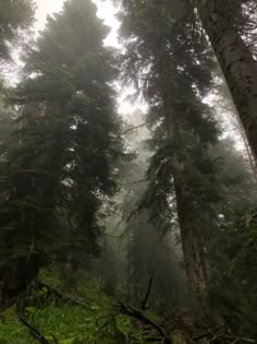 fog in the forest with tall trees and ferns