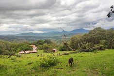 a dog is standing in the middle of a grassy field with mountains in the background