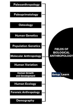 Fields of Biological Anthropology Forensic Anthropology Aesthetic, Environmental Anthropology, Ontology Epistemology, Linguistic Anthropology, Human Genetics, Population Genetics