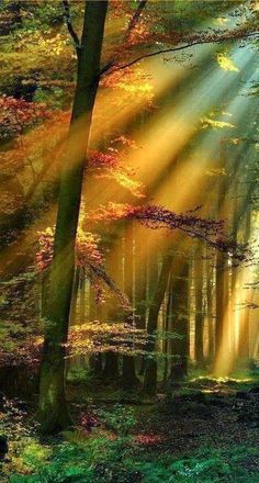 sunlight shining through the trees into a forest filled with green and yellow leaves, on a sunny day