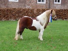 a brown and white horse standing on top of a lush green field next to a brick building