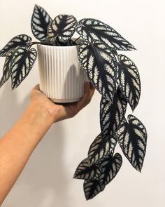 a hand holding a potted plant with white and black leaves