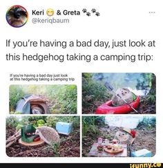 an image of a hedgehog having a bad day just look at this hedgehog taking a camping trip