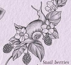 an ink drawing of flowers and leaves with the words snail berries on it's side