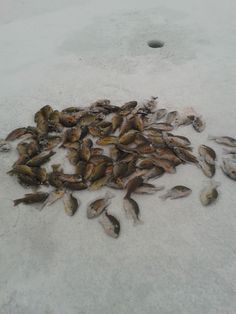 a bunch of dead fish laying on the snow covered ground next to an object that looks like a tennis ball