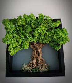 a tree with green leaves and roots in a black frame on a gray wall background