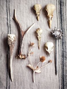 several different types of animal skulls on a table