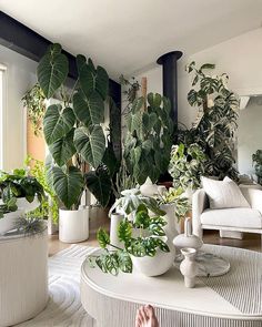 a living room filled with lots of green plants