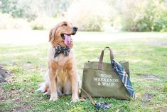 Now available in navy, olive and canvas! Canvas Tote, Golden Retriever, Wine, Tote Bag, Navy, Dogs, Canvas, Animals