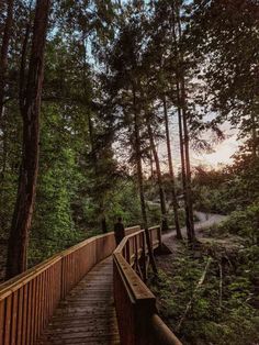 a wooden walkway in the middle of a forest