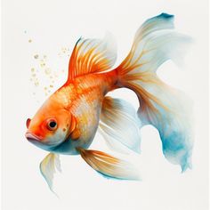 an orange and white fish with bubbles in it's mouth