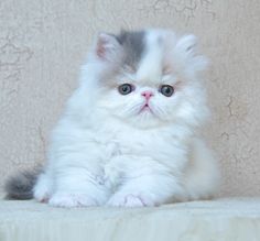 a fluffy white kitten sitting on top of a bed