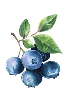 Blueberry Drawing Fruit Art Drawings, Fruits Drawing, Watercolor Fruit, Fruit Painting, Realistic Paintings, Botanical Watercolor, Watercolor Leaves