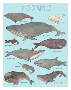 the different types of whales are shown in this poster, which shows them's size and