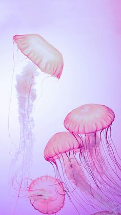 three pink jellyfish floating in the water