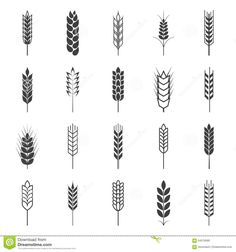 an image of different types of wheat stalks in black and white colors on a white background