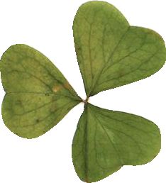 four leaf clover shaped like a heart