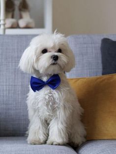 a small white dog with a blue bow tie sitting on a gray couch next to a yellow pillow