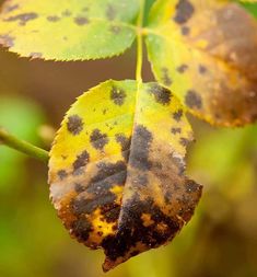 black and yellow leaves with brown spots on them