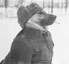 Wojskowy Humor, History Jokes, Rare Historical Photos, Silly Animals, Really Funny Pictures, 귀여운 동물, Historical Photos, Funny Images, A Dog