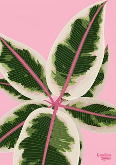 a green and white leaf on a pink background