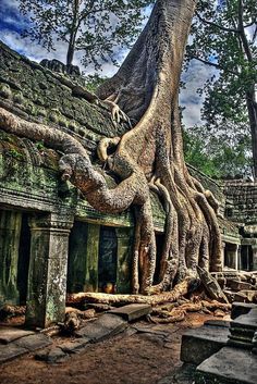 an old tree growing over the top of a building in angbodge, thailand