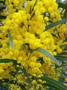 yellow flowers are blooming on the tree