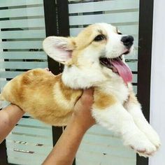 a person holding a small dog up to its face with it's tongue out