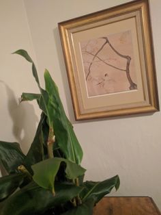 a potted plant sitting on top of a wooden table next to a framed painting