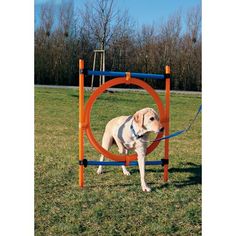 a dog standing in front of an orange and blue ring on the grass with trees in the background