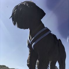 a large black dog standing on top of a sandy beach