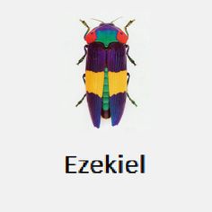 an image of a colorful bug with the word ezekiel below it