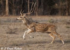 a deer running through the grass with trees in the background