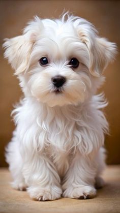 a small white dog sitting on top of a wooden floor next to a brown wall